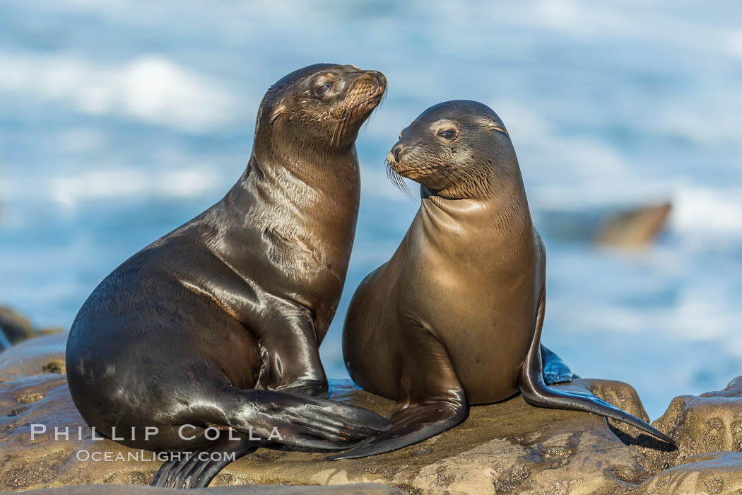 Double side-eye from two young California sea lions resting on a reef in La Jolla. USA, Zalophus californianus, natural history stock photograph, photo id 34273