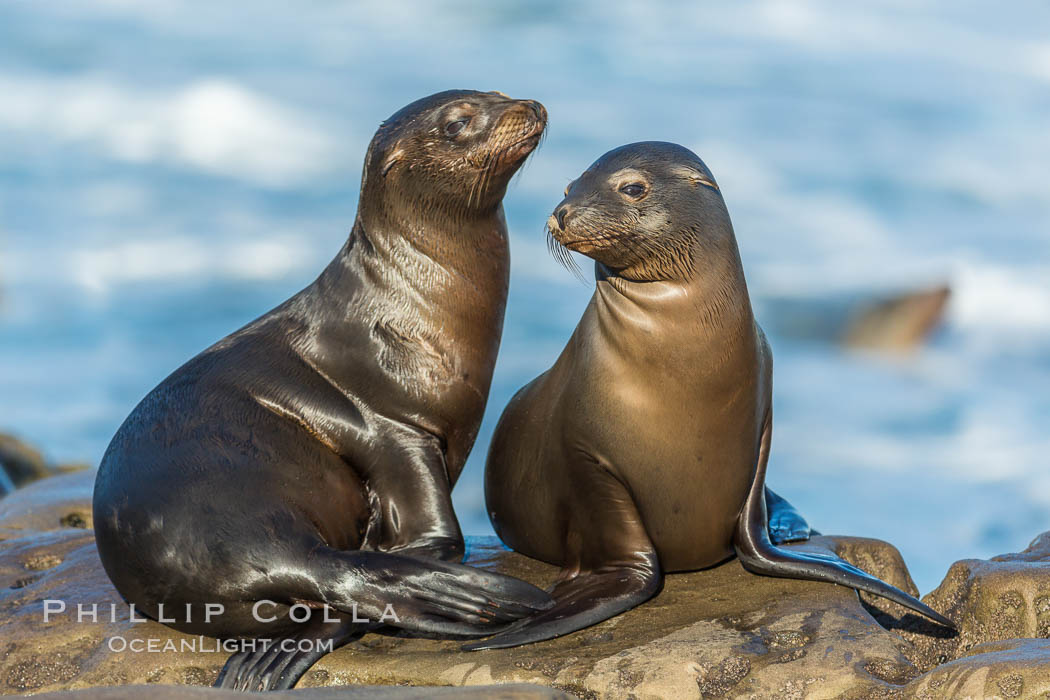 Double side-eye from two young California sea lions resting on a reef in La Jolla, Zalophus californianus Double side-eye from two young California sea lions resting on a reef in La Jolla, Zalophus californianus