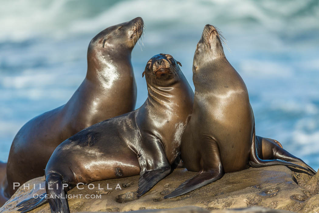 California sea lions, La Jolla. USA, Zalophus californianus, natural history stock photograph, photo id 34313
