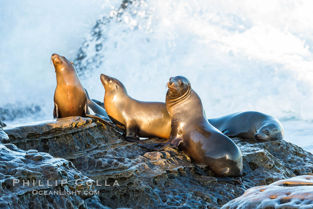 California sea lions, La Jolla. USA, Zalophus californianus, natural history stock photograph, photo id 34321