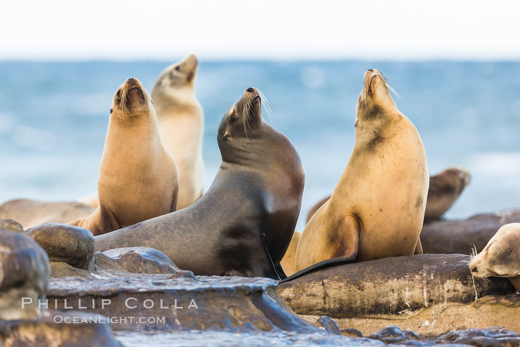 California sea lions, La Jolla. USA, Zalophus californianus, natural history stock photograph, photo id 34325