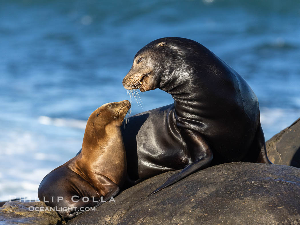 California sea lions, adult male and juvenile, La Jolla. USA, Zalophus californianus, natural history stock photograph, photo id 38949