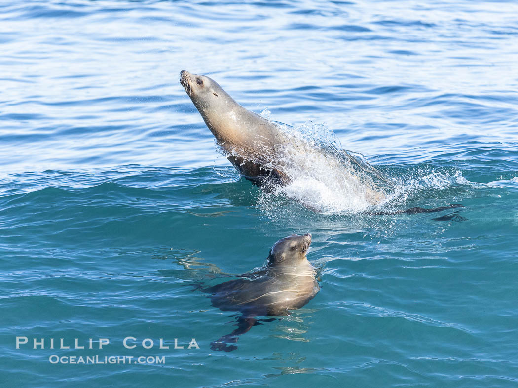 California sea lions bodysurfing and leaping way out of the water, in La Jolla at Boomer Beach. USA, natural history stock photograph, photo id 38994