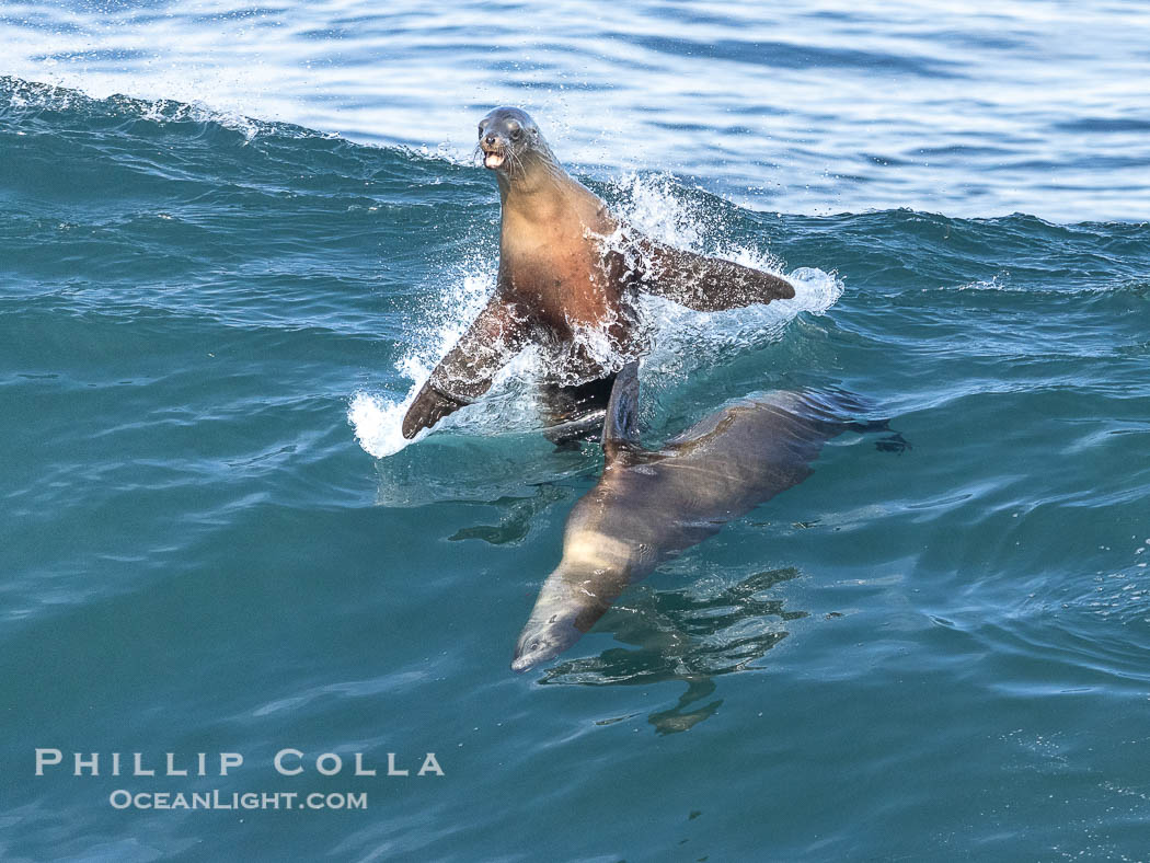 California sea lions bodysurfing and leaping way out of the water, in La Jolla at Boomer Beach. USA, natural history stock photograph, photo id 38998