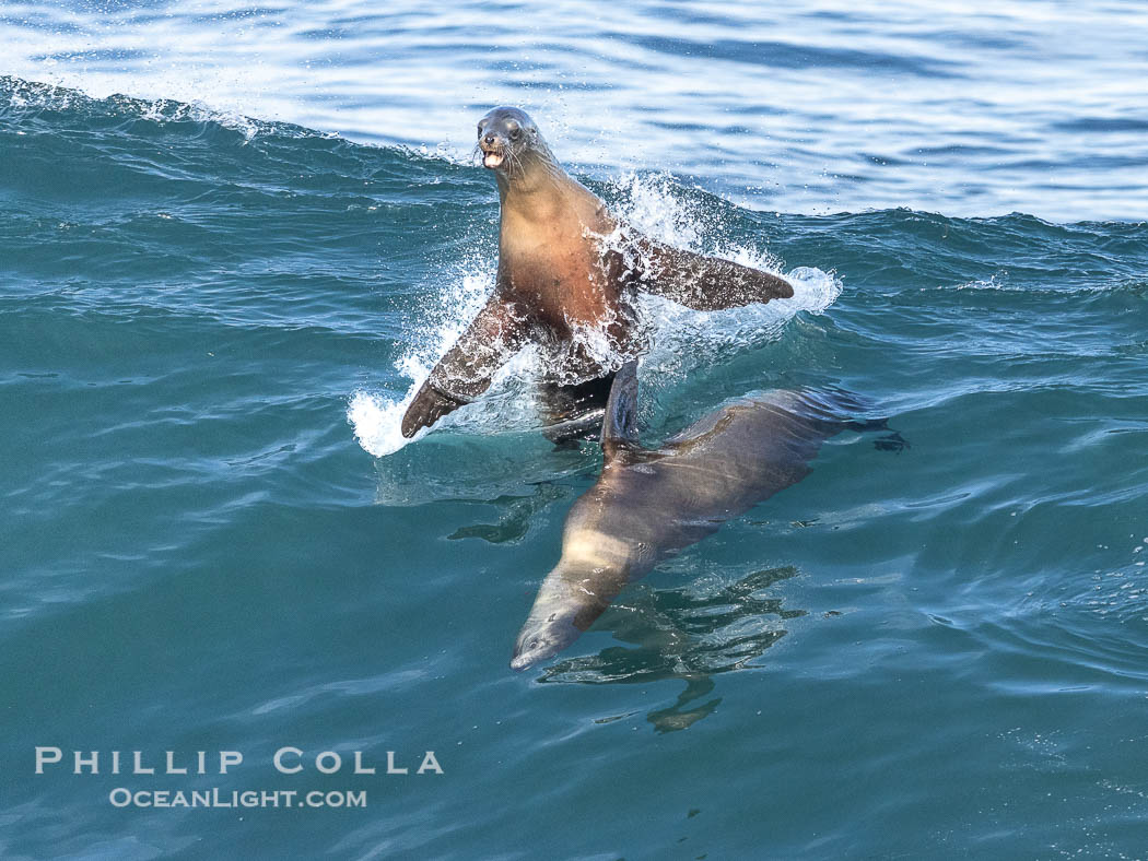 California sea lions bodysurfing and leaping way out of the water, in La Jolla at Boomer Beach