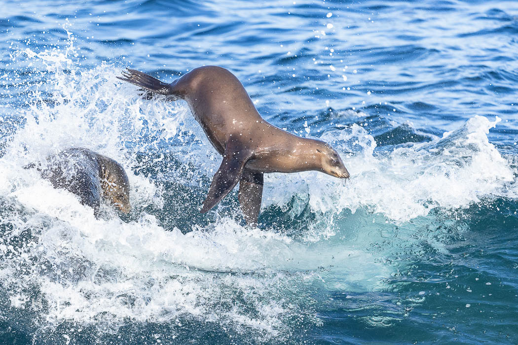 California sea lions bodysurfing and leaping way out of the water, in La Jolla at Boomer Beach. USA, natural history stock photograph, photo id 39002