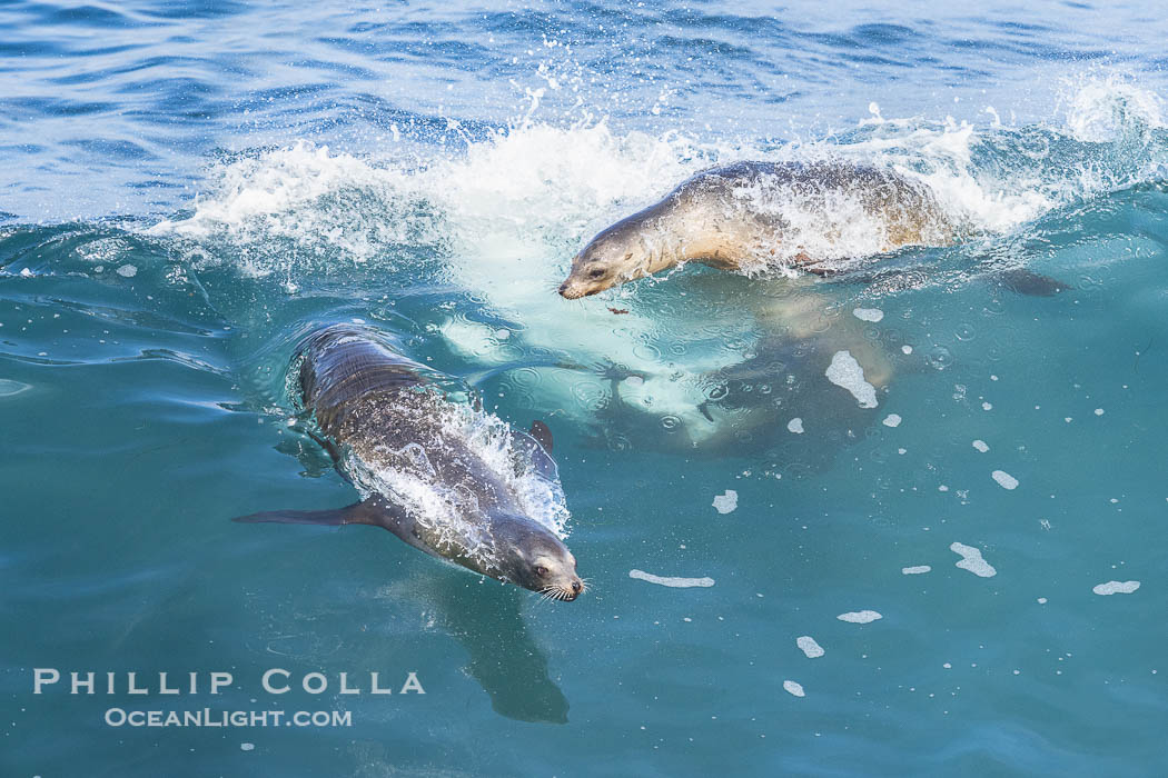 California sea lions bodysurfing and leaping way out of the water, in La Jolla at Boomer Beach