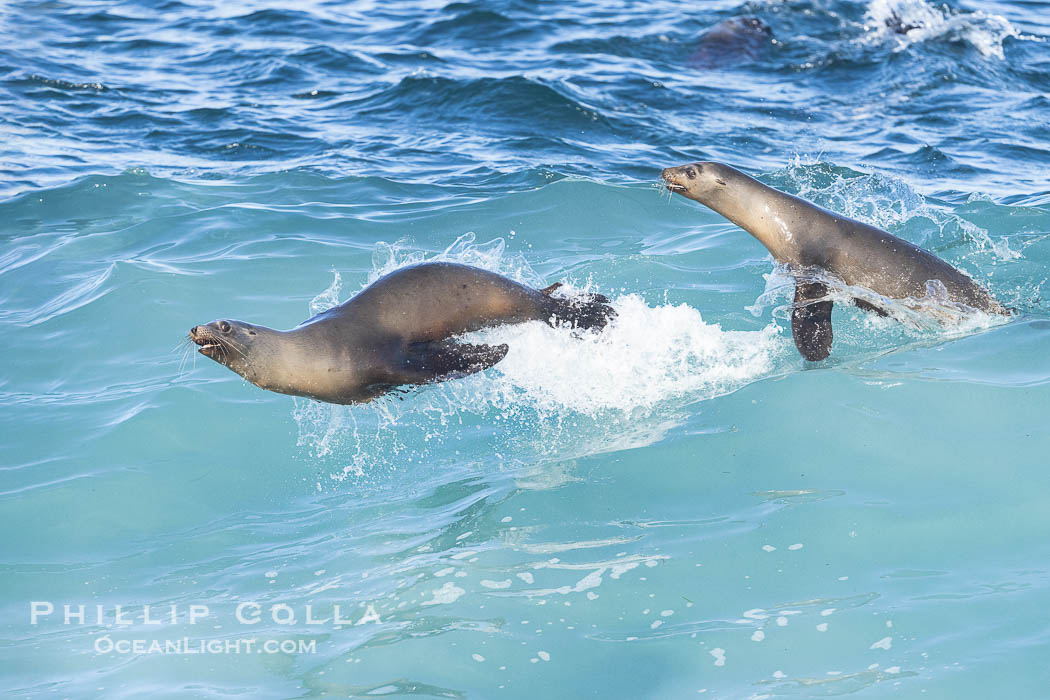 California sea lions bodysurfing and leaping way out of the water, in La Jolla at Boomer Beach