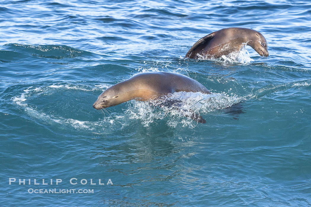 California sea lions bodysurfing and leaping way out of the water, in La Jolla at Boomer Beach. USA, natural history stock photograph, photo id 39004