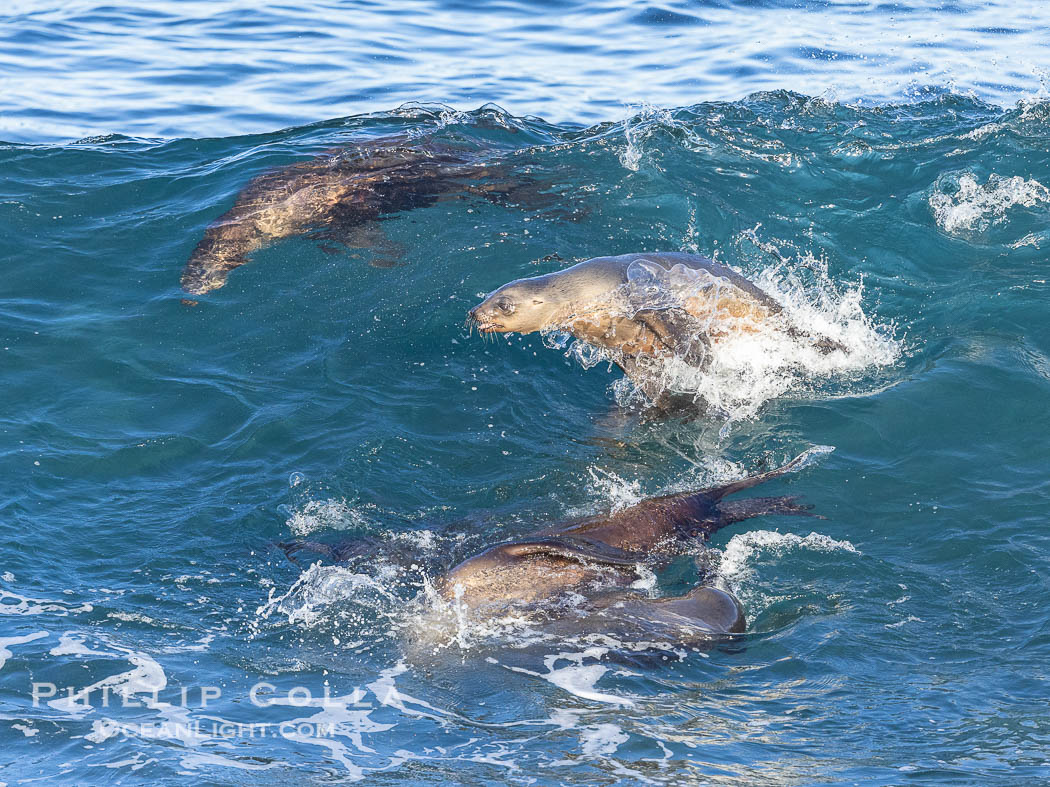 California sea lions bodysurfing and leaping way out of the water, in La Jolla at Boomer Beach. USA, natural history stock photograph, photo id 39008