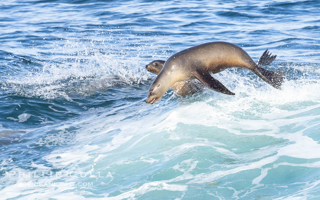 California sea lions bodysurfing and leaping way out of the water, in La Jolla at Boomer Beach. USA, natural history stock photograph, photo id 39028