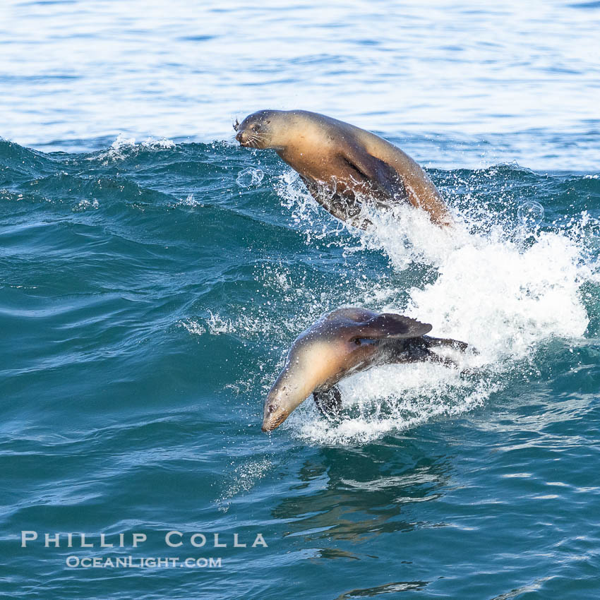 California sea lions bodysurfing and leaping way out of the water, in La Jolla at Boomer Beach