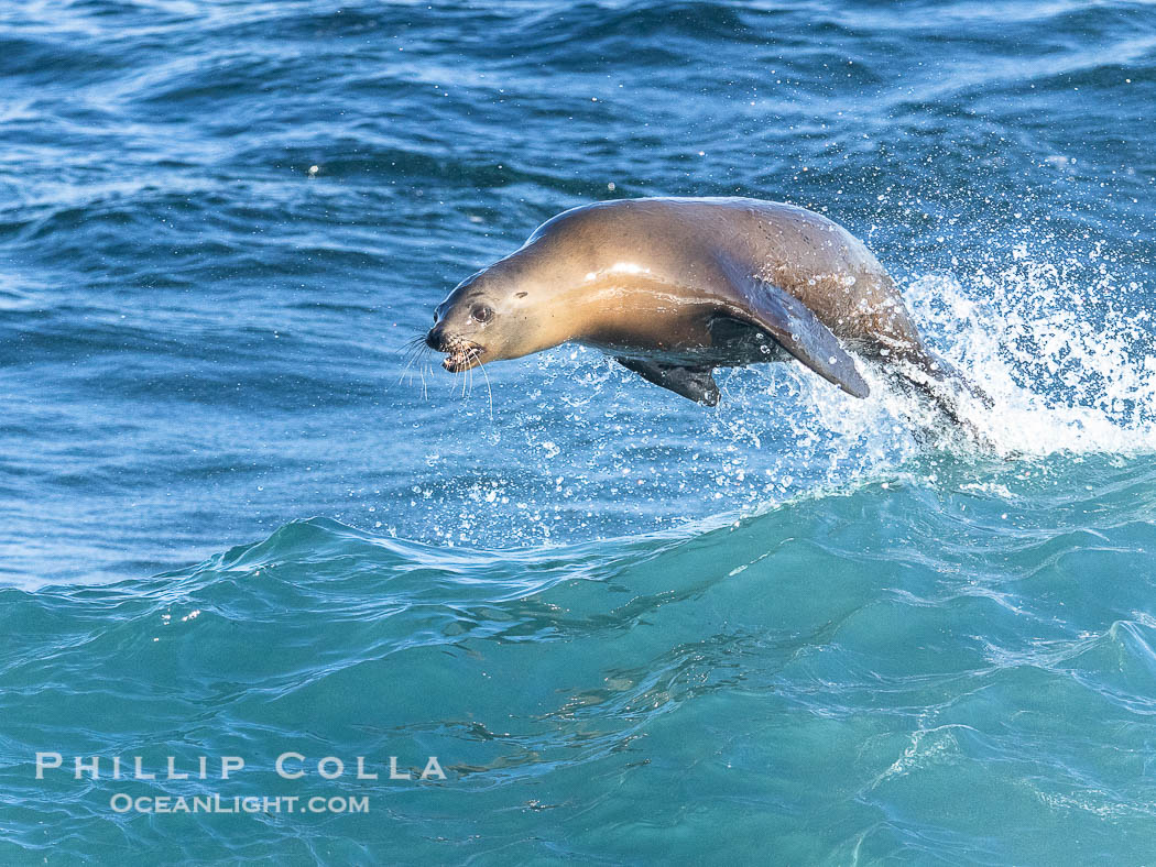 A California sea lions leap high out of the water, jumping clear of a wave while bodysurfing at Boomer Beach in La Jolla. USA, natural history stock photograph, photo id 38990