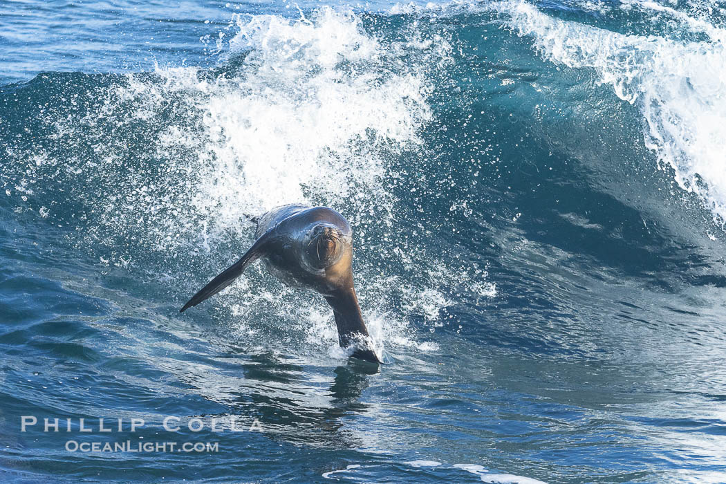 A California sea lions leaps high out of the water, jumping clear of a wave while bodysurfing at Boomer Beach in La Jolla. USA, natural history stock photograph, photo id 39006