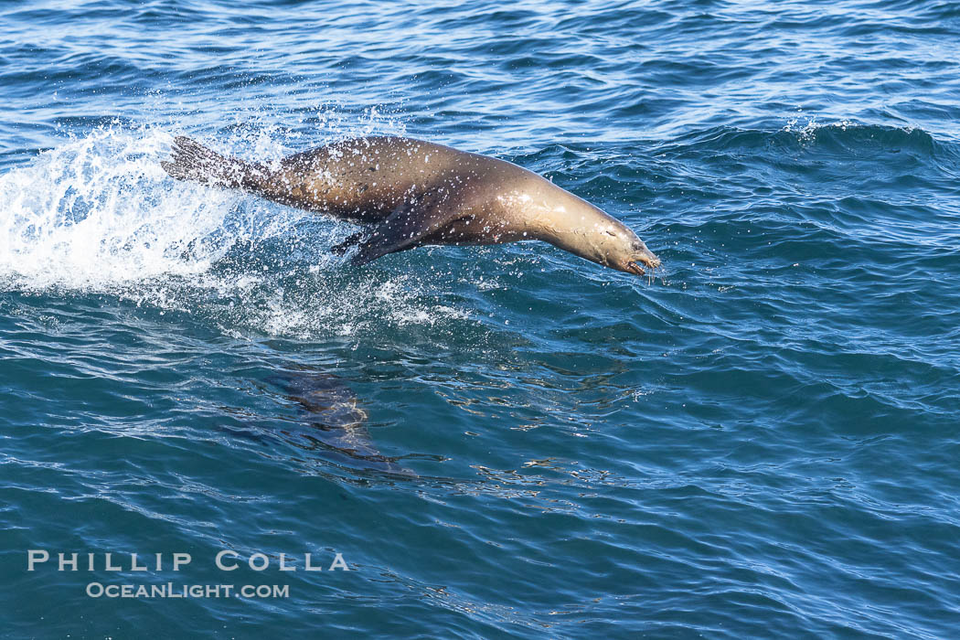 A California sea lions leaps high out of the water, jumping clear of a wave while bodysurfing at Boomer Beach in La Jolla. USA, natural history stock photograph, photo id 39007