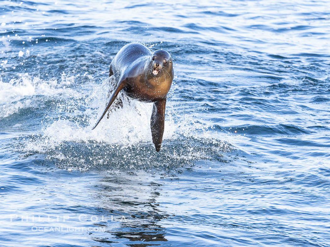 A California sea lions leaps high out of the water while bodysurfing, La  Jolla