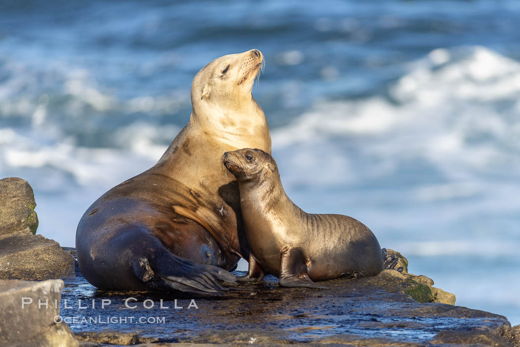 California Sea Lions, Mother and pup on rocks near the ocean. La Jolla, USA, Zalophus californianus, natural history stock photograph, photo id 37840