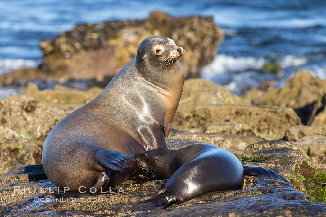 California Sea Lions, Mother nursing her pup. La Jolla, USA, Zalophus californianus, natural history stock photograph, photo id 36861