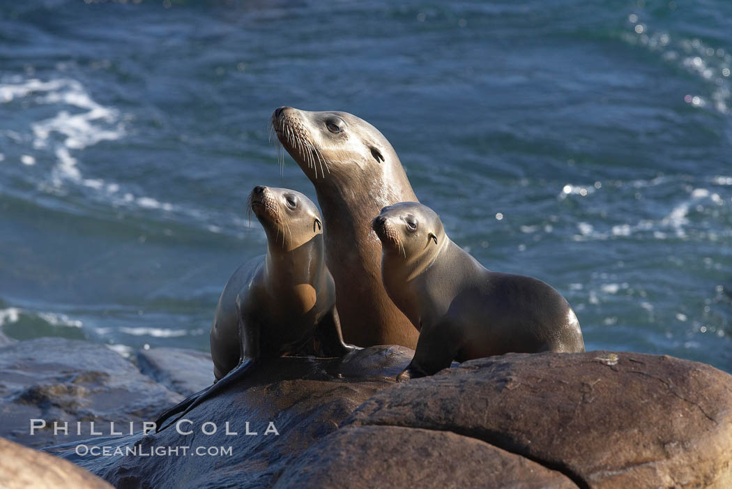 California sea lions, adult and two pups, hauled out on rocks beside the ocean. La Jolla, USA, natural history stock photograph, photo id 20332