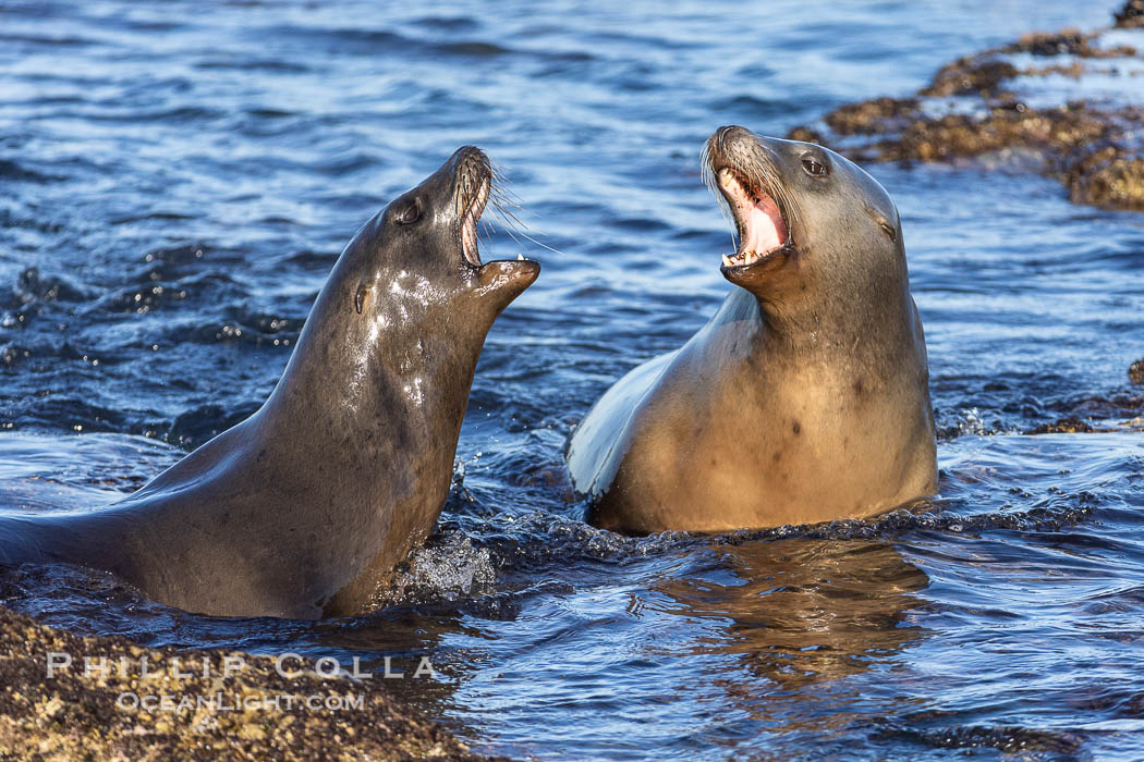 California Sea Lions at Point La Jolla, San Diego, California. USA, natural history stock photograph, photo id 38467