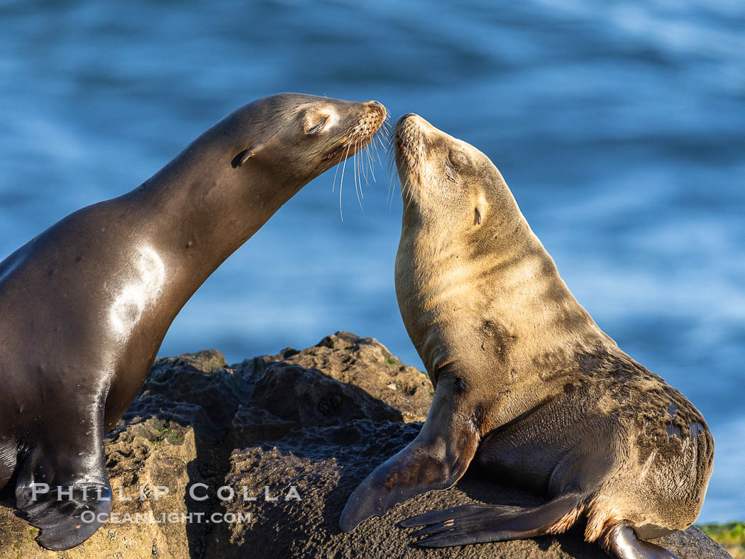 California Sea Lions at Point La Jolla, San Diego, California. USA, natural history stock photograph, photo id 37917