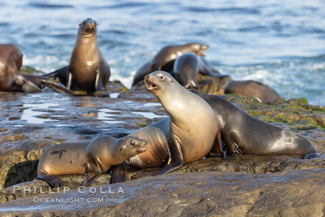 California Sea Lions Resting in the Sun, on rocky reef, La Jolla. USA, Zalophus californianus, natural history stock photograph, photo id 36794