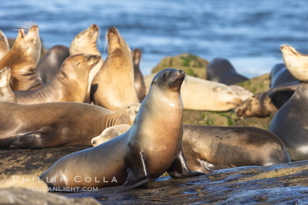 California Sea Lions Resting in the Sun, on rocky reef, La Jolla, Zalophus californianus