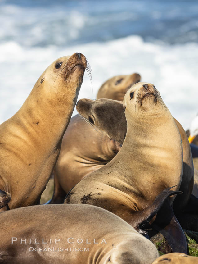 California Sea Lions Resting in the Sun, on rocky reef, La Jolla. USA, Zalophus californianus, natural history stock photograph, photo id 36820