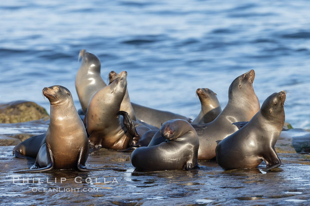 California Sea Lions Resting in the Sun, on rocky reef, La Jolla, Zalophus californianus