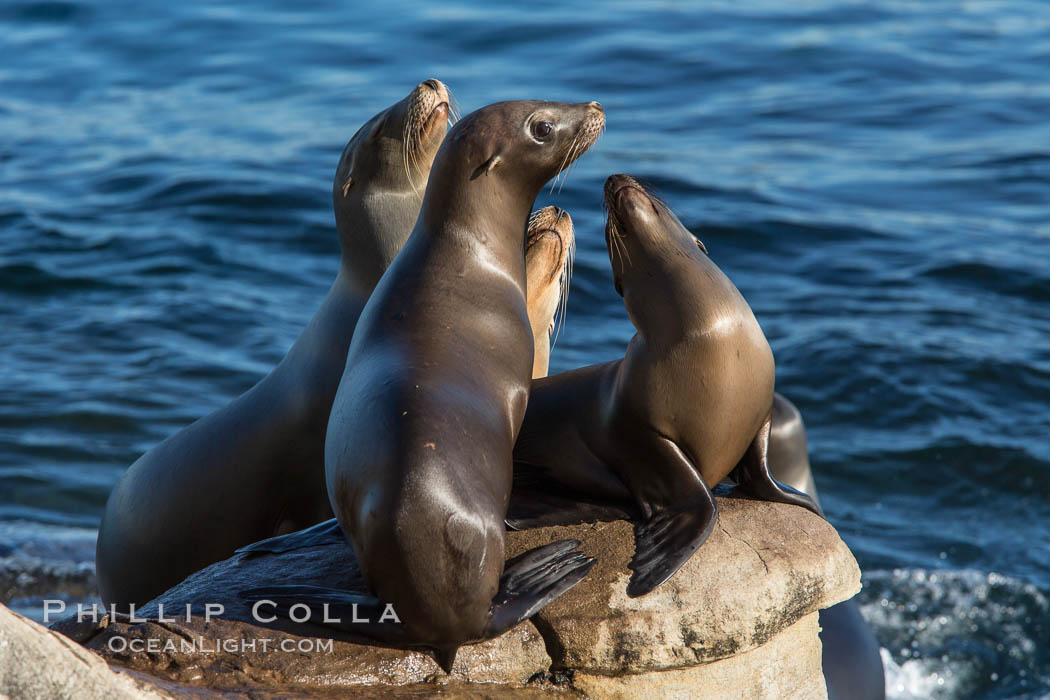 California sea lions, on rocks along the Pacific Ocean. La Jolla, USA, Zalophus californianus, natural history stock photograph, photo id 28994