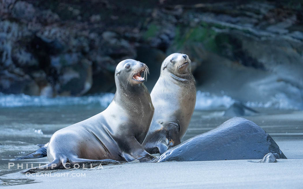 California Sea Lions on Sand Beach in La Jolla Cove, San Diego., Zalophus californianus, natural history stock photograph, photo id 39849