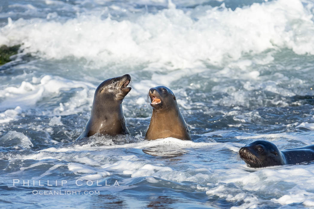 California Sea Lions socializing in the surf and waves. La Jolla, USA, Zalophus californianus, natural history stock photograph, photo id 36867