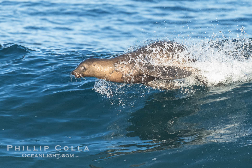 California Sea Lions Surfing Waves at La Jolla Cove, San Diego., Zalophus californianus, natural history stock photograph, photo id 40284