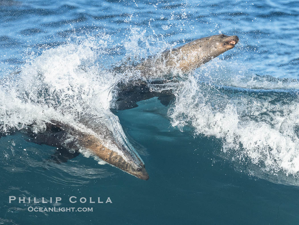 California Sea Lions Surfing Waves at La Jolla Cove, San Diego., Zalophus californianus, natural history stock photograph, photo id 40287