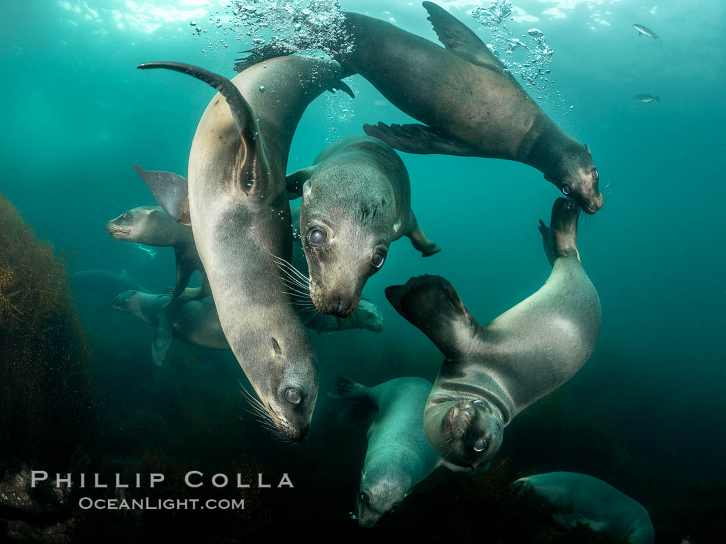 California Sea Lions Underwater, Coronado Islands, Baja California, Mexico. Coronado Islands (Islas Coronado), Zalophus californianus, natural history stock photograph, photo id 36466