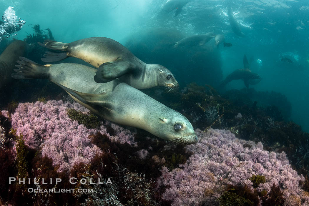 California Sea Lions Underwater, Coronado Islands, Baja California, Mexico, Zalophus californianus, Coronado Islands (Islas Coronado)