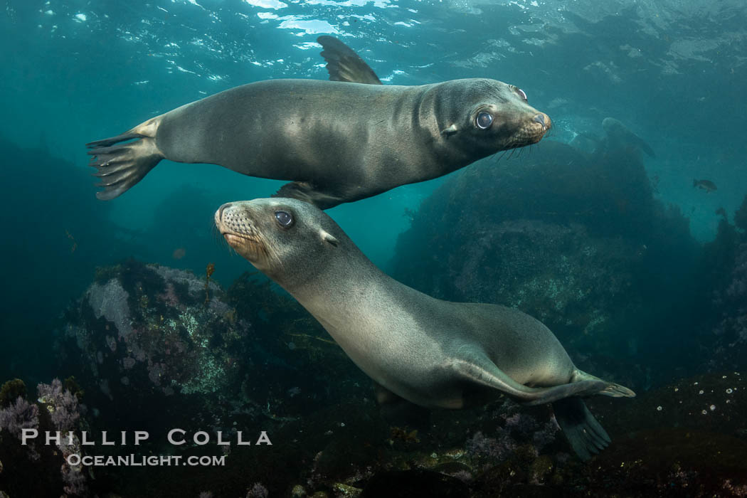 California Sea Lions Underwater, Coronado Islands, Baja California, Mexico. Coronado Islands (Islas Coronado), Zalophus californianus, natural history stock photograph, photo id 36480