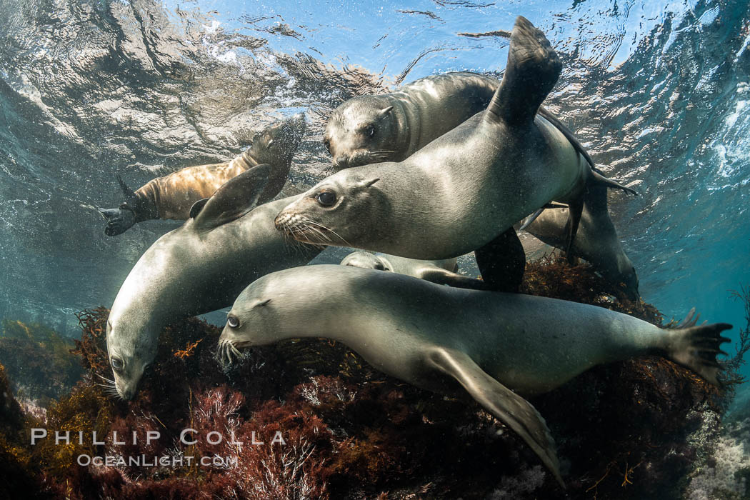 California Sea Lions Underwater, Coronado Islands, Baja California, Mexico. Coronado Islands (Islas Coronado), Zalophus californianus, natural history stock photograph, photo id 36467