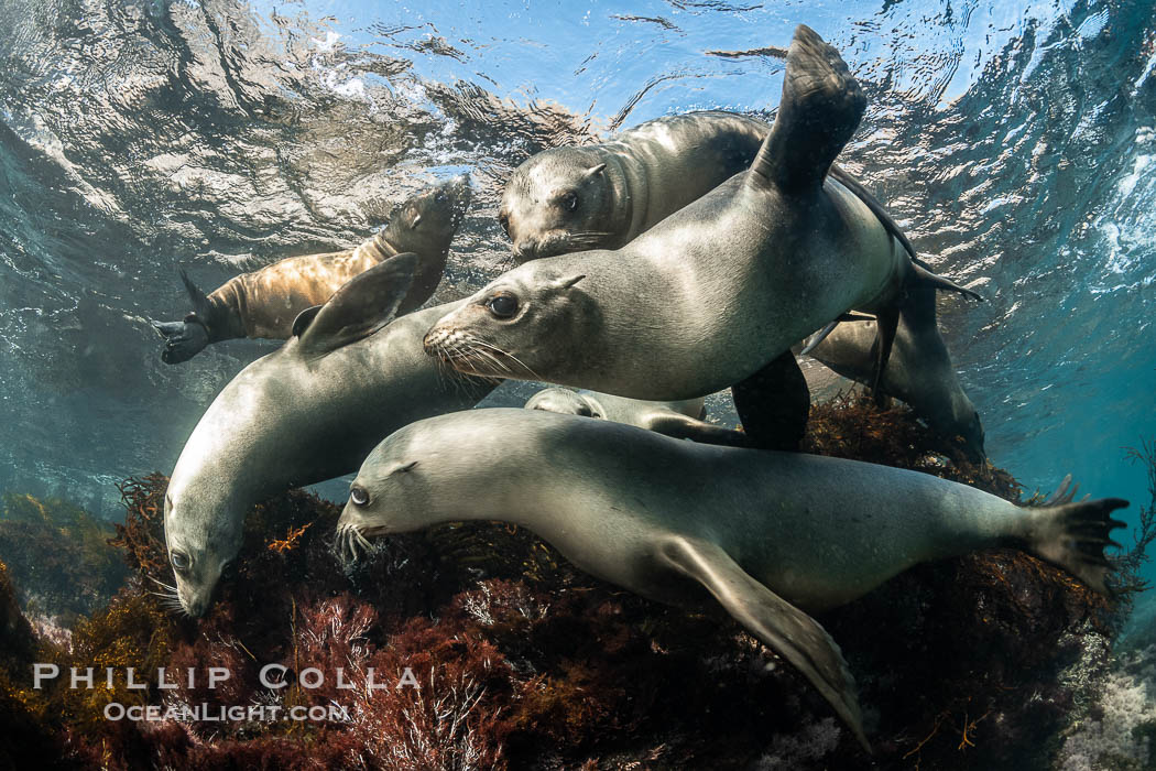 California Sea Lions Underwater, Coronado Islands, Baja California, Mexico, Zalophus californianus, Coronado Islands (Islas Coronado)