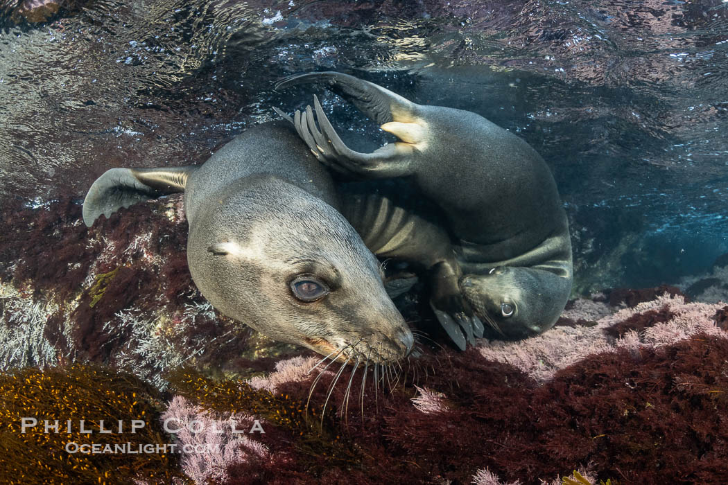 California Sea Lions Underwater, Coronado Islands, Baja California, Mexico. Coronado Islands (Islas Coronado), Zalophus californianus, natural history stock photograph, photo id 36539