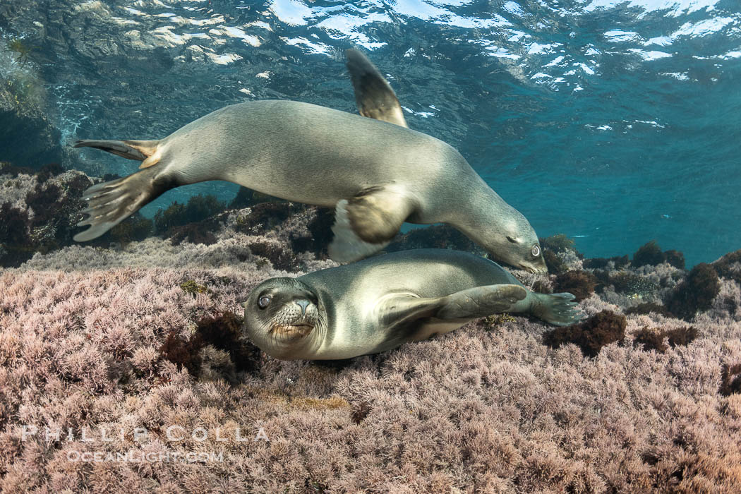 California Sea Lions Underwater, Coronado Islands, Baja California, Mexico. Coronado Islands (Islas Coronado), Zalophus californianus, natural history stock photograph, photo id 36473