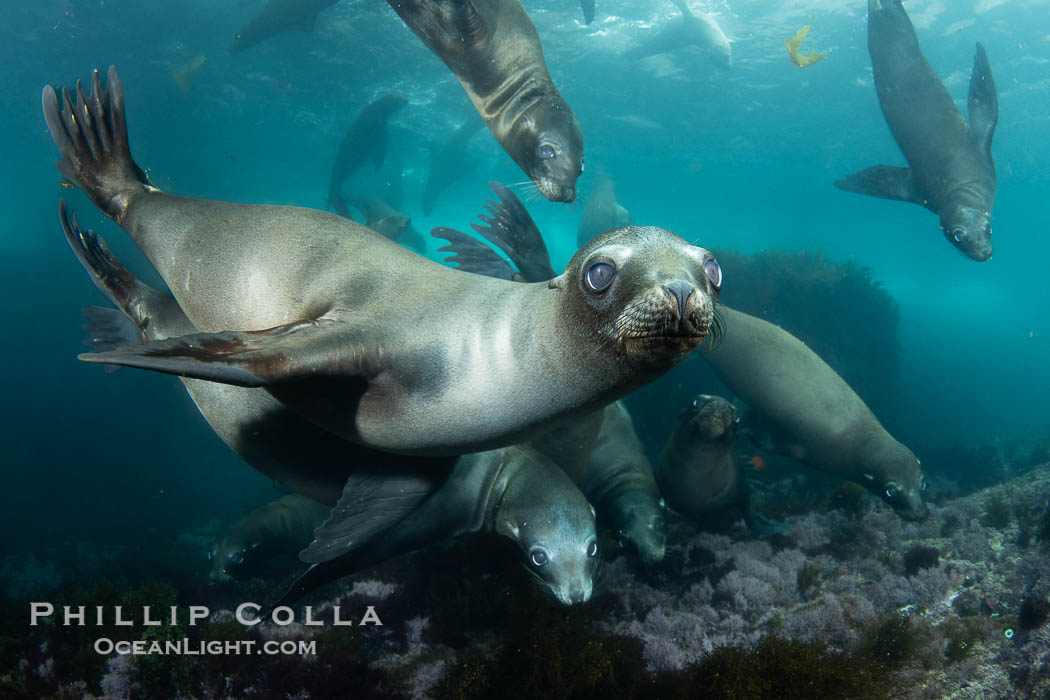 California sea lions swimming underwater, Coronado Islands near San Diego, Baja California, Mexico, Zalophus californianus, Coronado Islands (Islas Coronado) California sea lions swimming underwater, Coronado Islands near San Diego, Baja California, Mexico, Zalophus californianus, Coronado Islands (Islas Coronado)