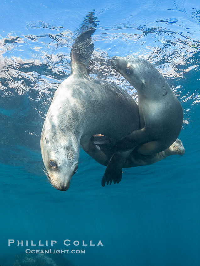 California sea lions swimming underwater, Coronado Islands near San Diego, Baja California, Mexico, Zalophus californianus, Coronado Islands (Islas Coronado) California sea lions swimming underwater, Coronado Islands near San Diego, Baja California, Mexico, Zalophus californianus, Coronado Islands (Islas Coronado)