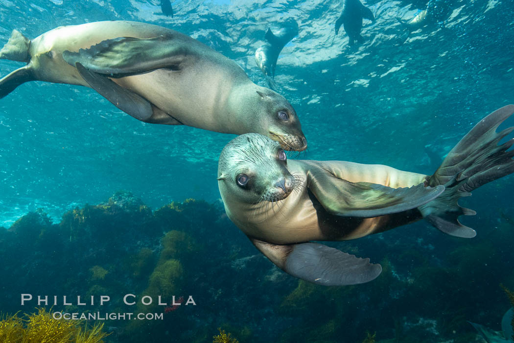 California sea lions underwater, Coronados Islands, Baja California, Mexico. Coronado Islands (Islas Coronado), Zalophus californianus, natural history stock photograph, photo id 34578