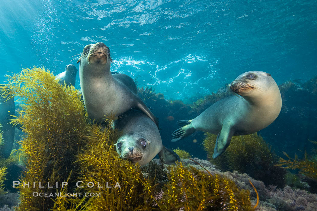 California sea lions underwater, Coronados Islands, Baja California, Mexico. Coronado Islands (Islas Coronado), Zalophus californianus, natural history stock photograph, photo id 34580