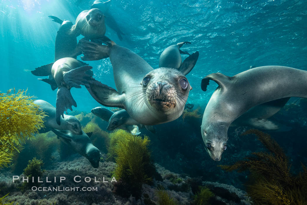 California sea lions underwater, Coronados Islands, Baja California, Mexico. Coronado Islands (Islas Coronado), Zalophus californianus, natural history stock photograph, photo id 34577