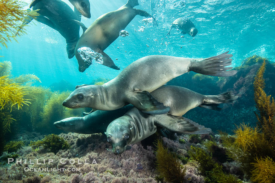 California sea lions underwater, Coronados Islands, Baja California, Mexico., Zalophus californianus, natural history stock photograph, photo id 34597