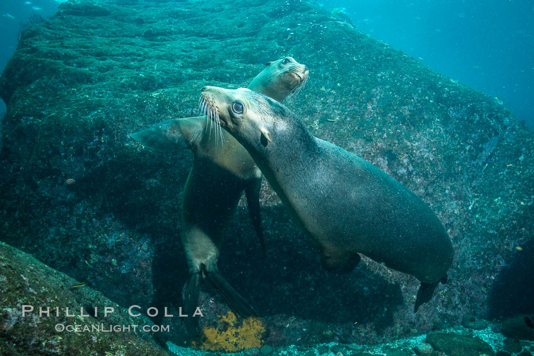 California sea lions underwater, Sea of Cortez, Mexico. Baja California, Zalophus californianus, natural history stock photograph, photo id 31260