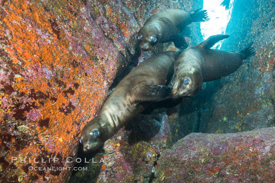 California sea lions underwater, Sea of Cortez, Mexico. Baja California, Zalophus californianus, natural history stock photograph, photo id 31264