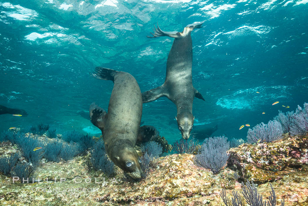 California sea lions underwater, Sea of Cortez, Mexico. Baja California, Zalophus californianus, natural history stock photograph, photo id 31273